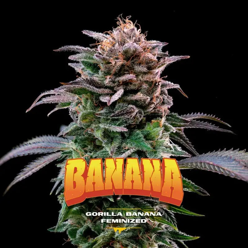 BANANA FAMILIA GORILLA FEM - BSF