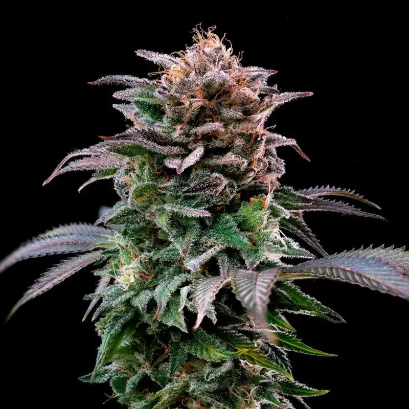 BANANA FAMILIA GORILLA FEM - BSF