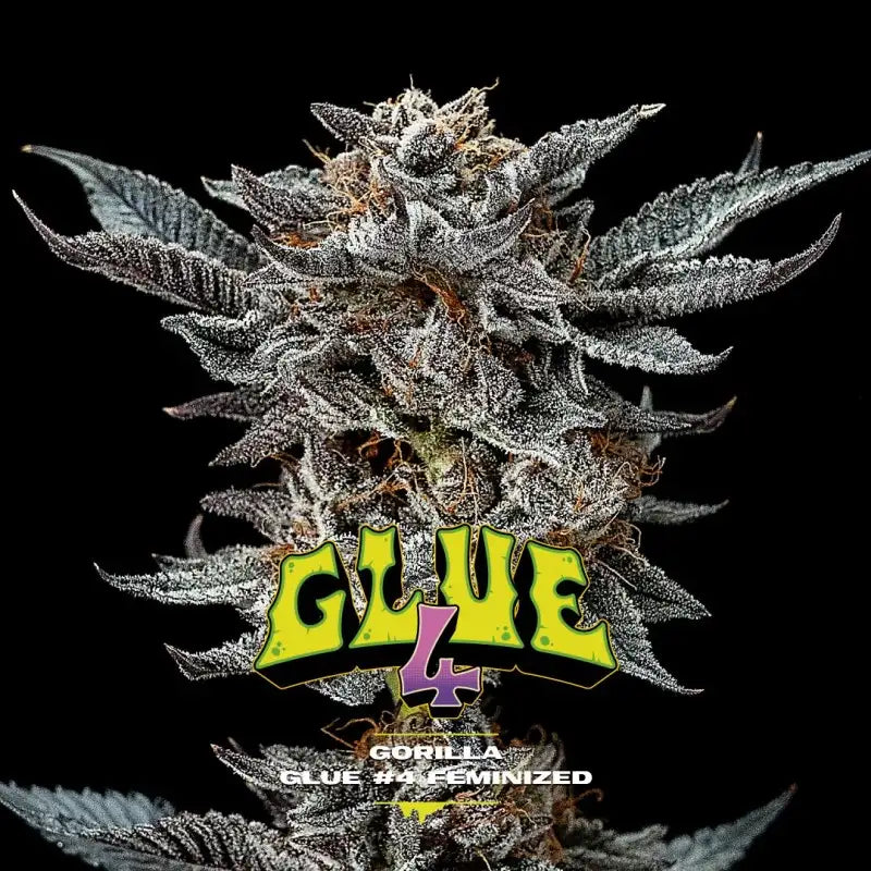 GORILLA GLUE #4 FEM - BSF