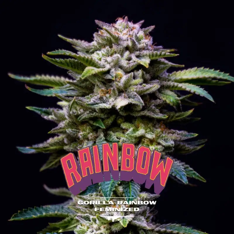 RAINBOW GORILLA FAM FEM - BSF