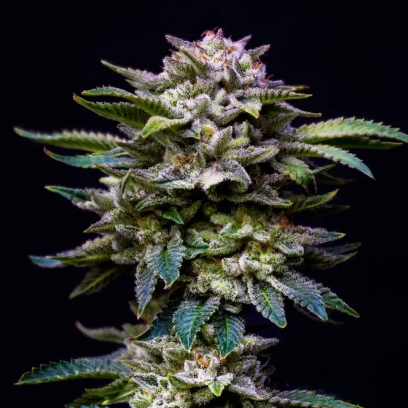 RAINBOW GORILLA FAM FEM - BSF