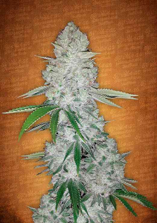GORILLA GLUE AUTO X1 - FAST BUDS