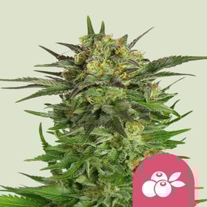 HAZE BERRY AUTO X3 - ROYAL QUEEN
