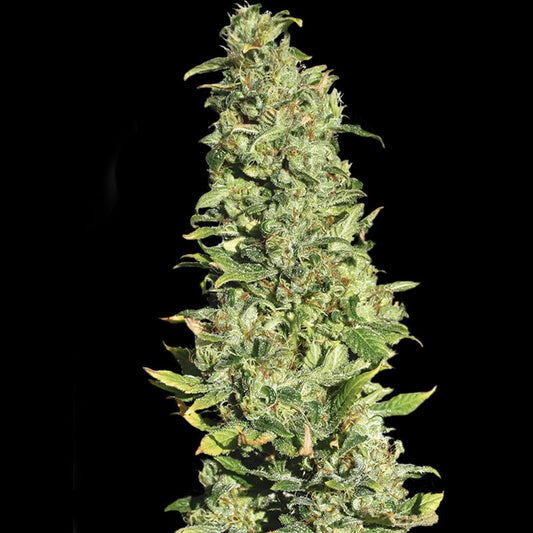 HIGH LEVEL X3+1 FEM - EVA SEEDS
