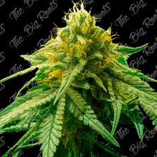 BIG AMNESIA AUTO 3+2 - THE BIG ROOTS