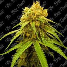 GORILLA GLUE AUTO 3+2 - THE BIG ROOTS
