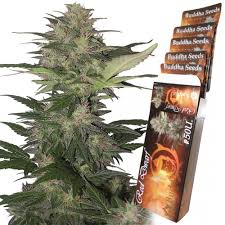 RED DWARF AUTO X3 - BUDDHA SEEDS