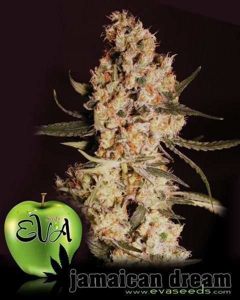 JAMAICAN DREAM X3+1 FEM - EVA SEEDS
