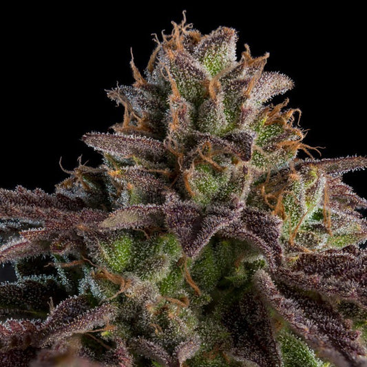 KMINTZ X3 FEM - RIPPER SEEDS