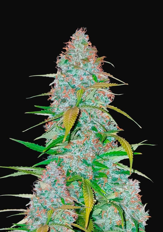 CALIFORNIAN SNOW AUTO X1 - FAST BUDS