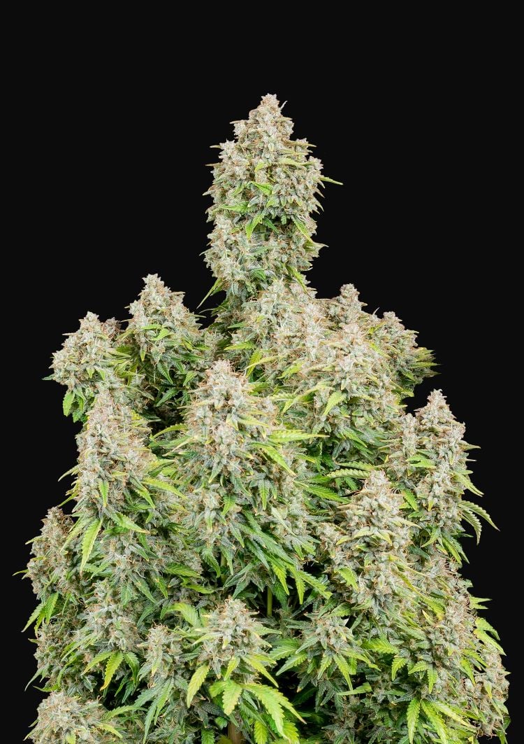 ORIGINAL CINDERELLA AUTO X1 - FASTBUDS