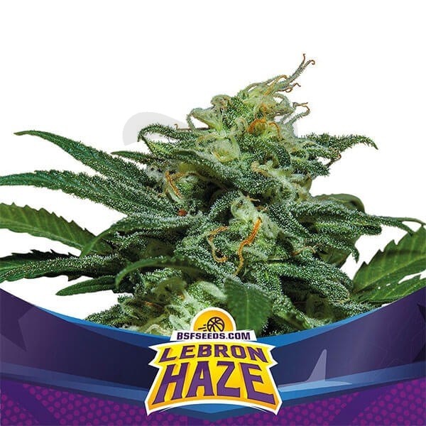 LEBRON HAZE XXL AUTO X4 - BSF