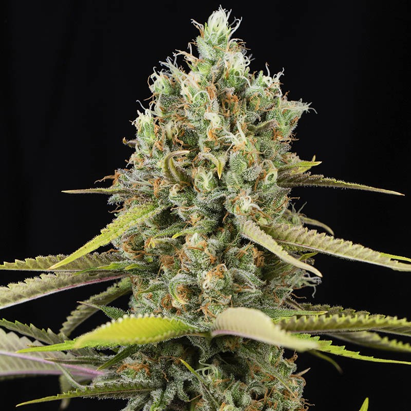 LEMON KING X3+1 FEM - EVA SEEDS