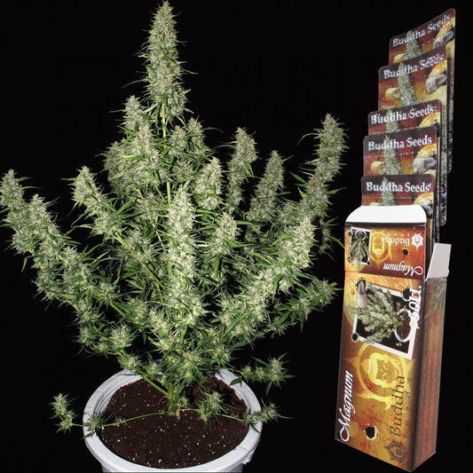 MAGNUM AUTO X3 - BUDDHA SEEDS