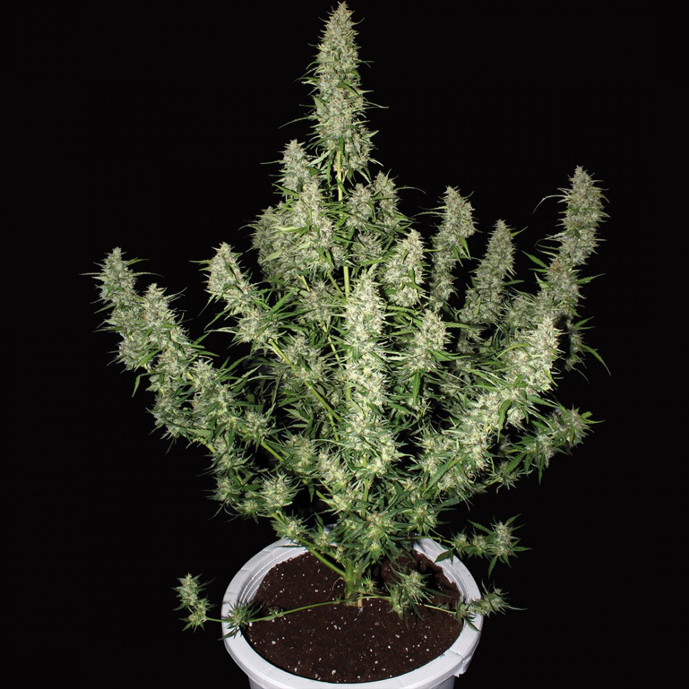 MAGNUM AUTO X3 - BUDDHA SEEDS