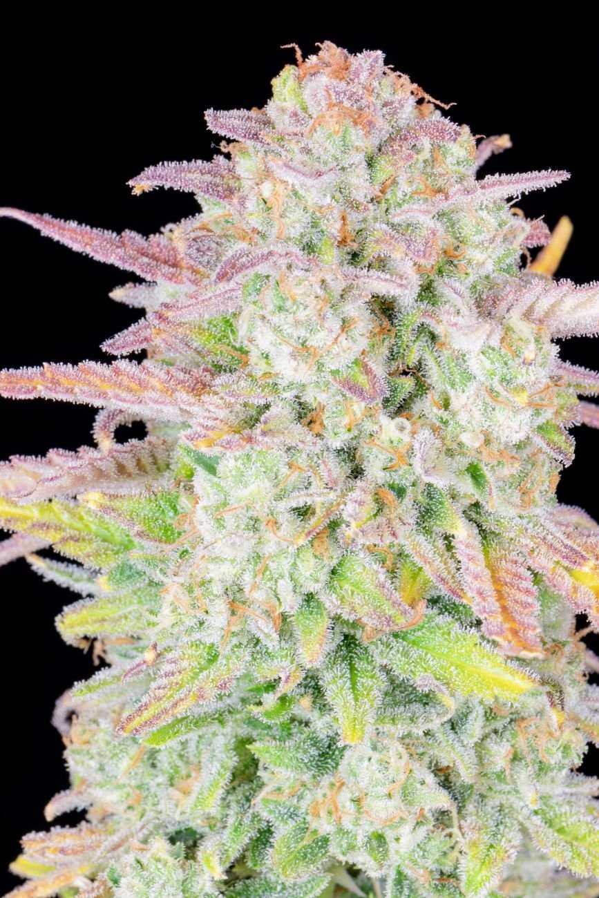 ORIGINAL TRAINWRECK AUTO X1 - FASTBUDS