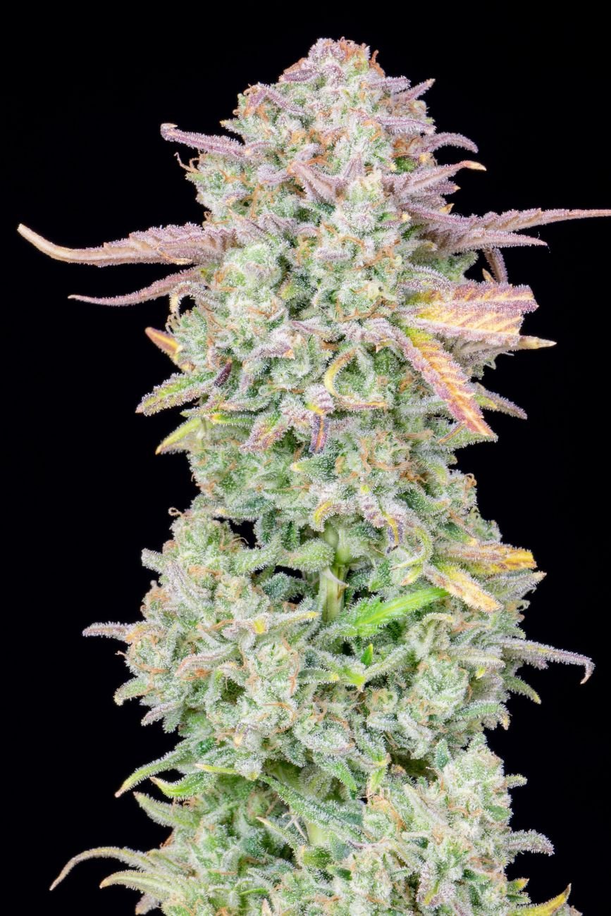 ORIGINAL TRAINWRECK AUTO X1 - FASTBUDS