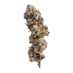MIMOSA AUTO X3 - ROYAL QUEEN