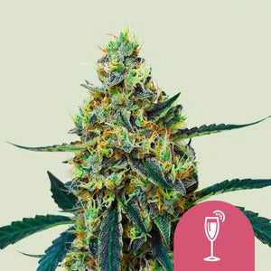 MIMOSA AUTO X3 - ROYAL QUEEN