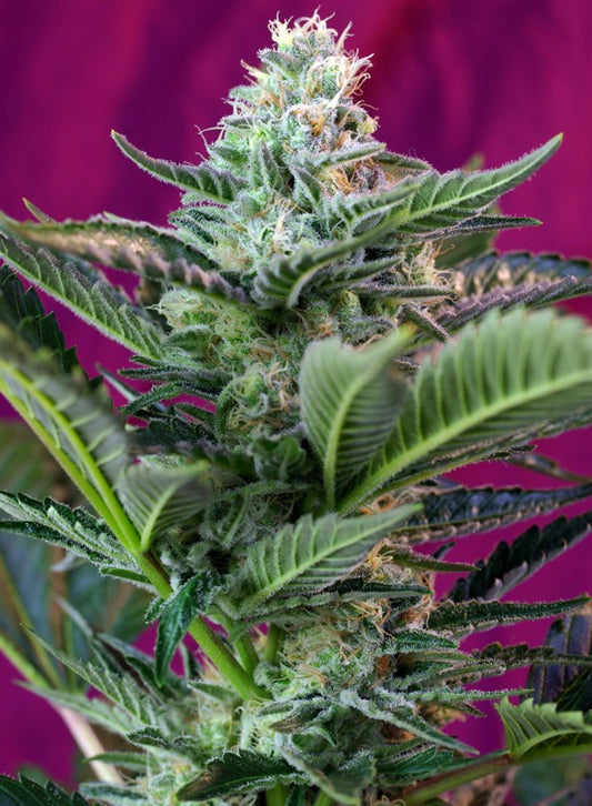 MOHAN RAM X3+1 AUTO - SWEET SEEDS