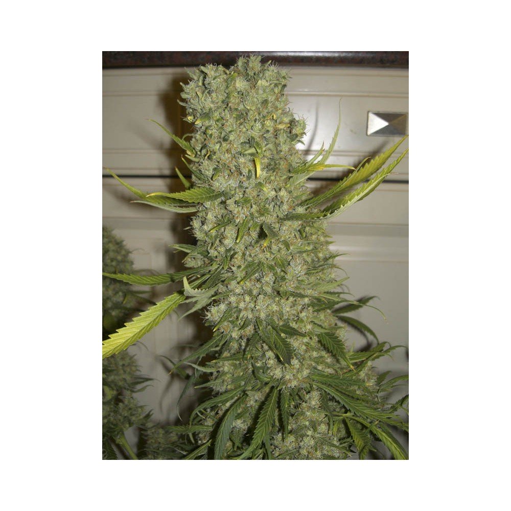 MONSTER X3+1 FEM - EVA SEEDS