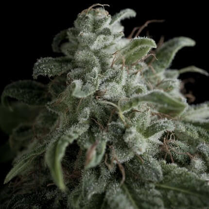 NEFERTITI FEM - PYRAMID SEEDS