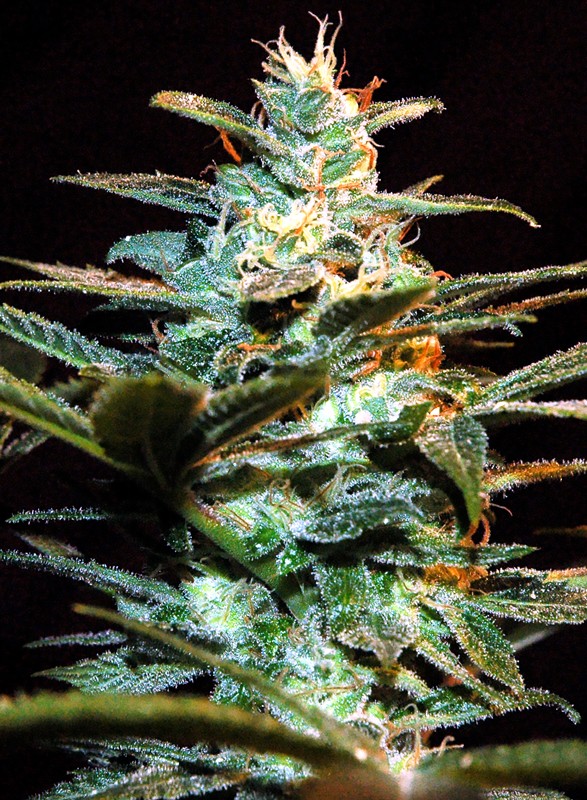 NYC DIESEL X3+1 AUTO - SWEET SEEDS