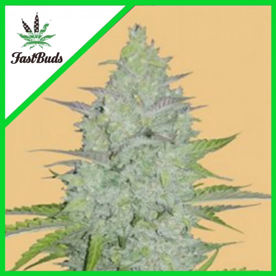ORIGINAL CRITICAL AUTO X1 - FASTBUDS