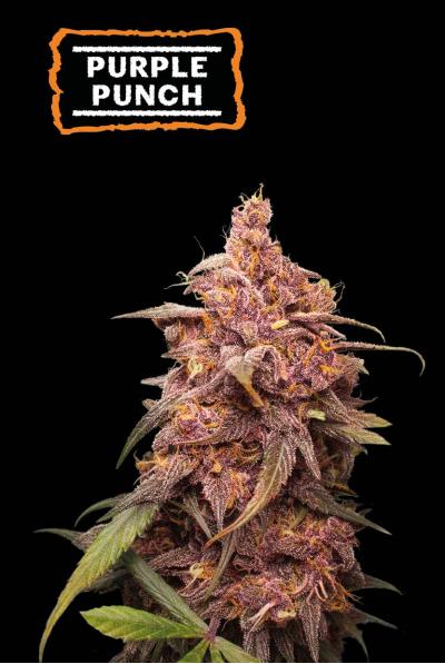 PURPLE PUNCH FEM X3 - SEEDSTOCKERS
