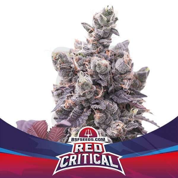 RED CRITICAL AUTO - BSF