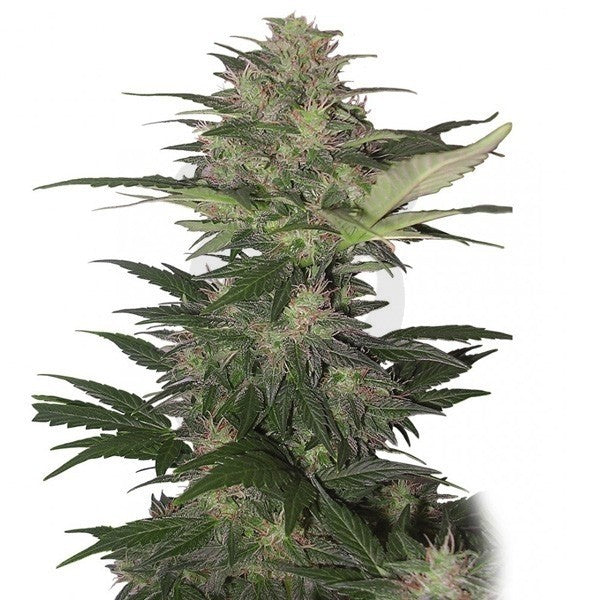 RED DWARF AUTO X3 - BUDDHA SEEDS