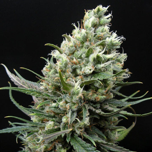 RIPPER HAZE X3 FEM - RIPPER SEEDS