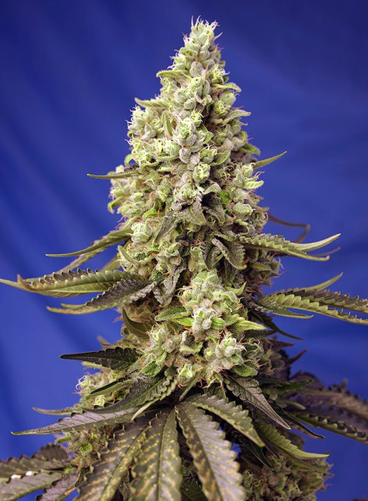 RUNTZ XL X3+1 AUTO - SWEET SEEDS
