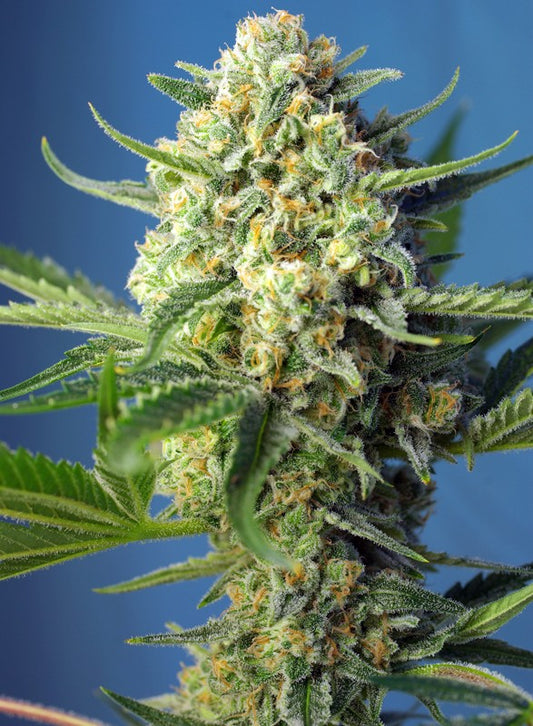 S.A.D. SWEET AFGANI DELICIUS X3+1 AUTO - SWEET SEEDS