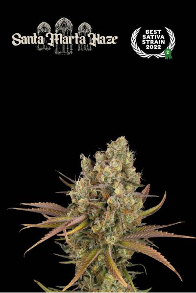 SANTA MARTA HAZE AUTO X3 - SEED STOCKERS