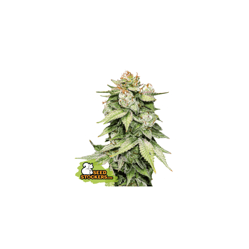 GORILLA GLUE AUTO X3 - SEEDSTOCKERS