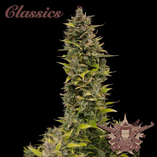 BUDDHA AK AUTO X3+1 - BUDDHA SEEDS