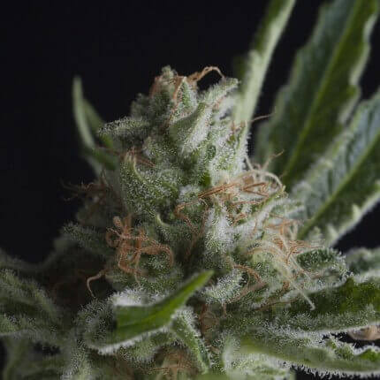 SHARK FEM - PYRAMID SEEDS