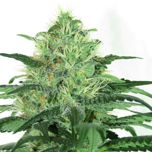 SIDERAL X3 FEM - RIPPER SEEDS