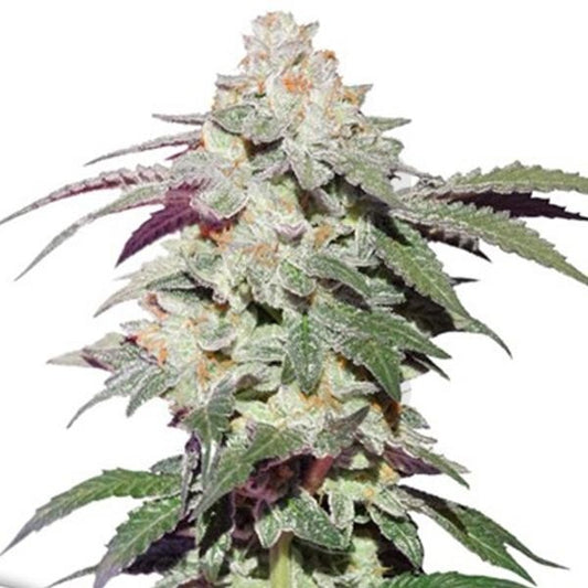 SKYWALKER HAZE AUTO X3 - DUTCH PASSION