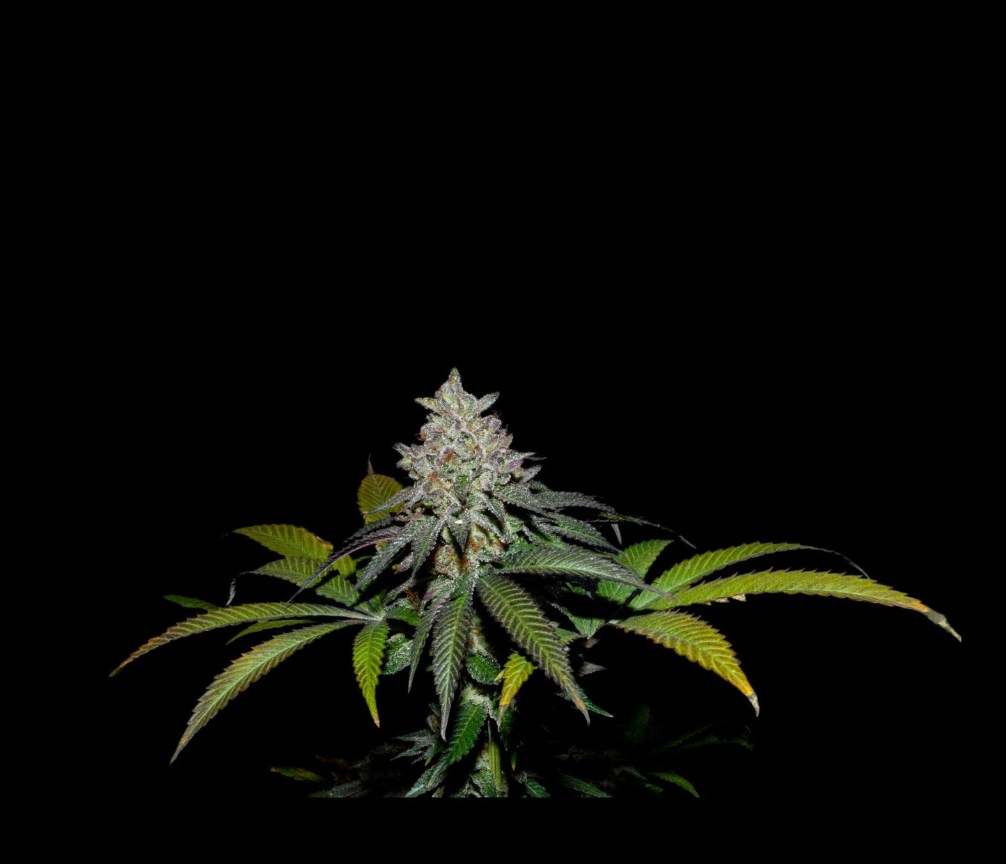 SPRITZ X FRUITY PEBBLES OG X3+1 - SECRET FILE