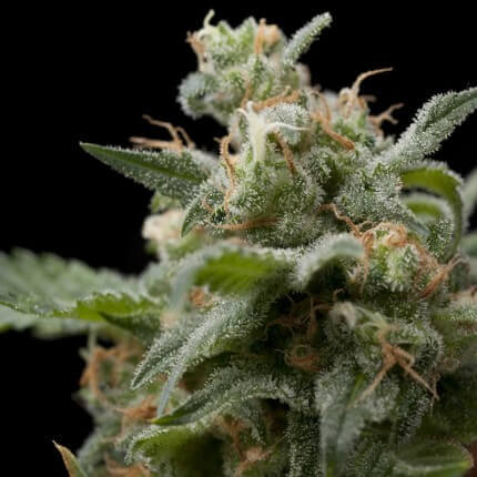 SUPER HASH FEM - PYRAMID SEEDS