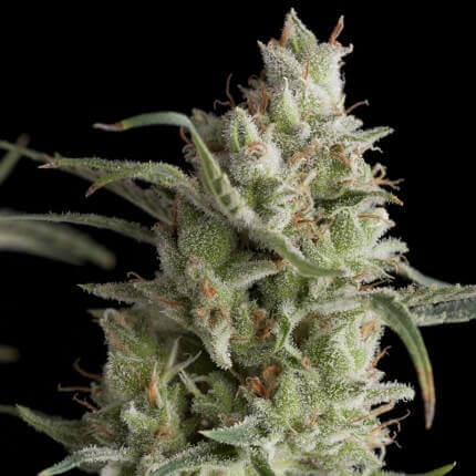 SUPER OG KUSH FEM - PYRAMID SEEDS