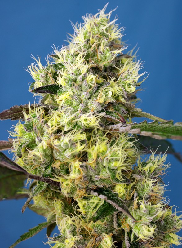 SWEET GELATO X3+1 AUTO - SWEET SEEDS