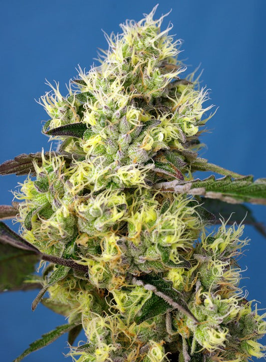 SWEET GELATO X3+1 AUTO - SWEET SEEDS