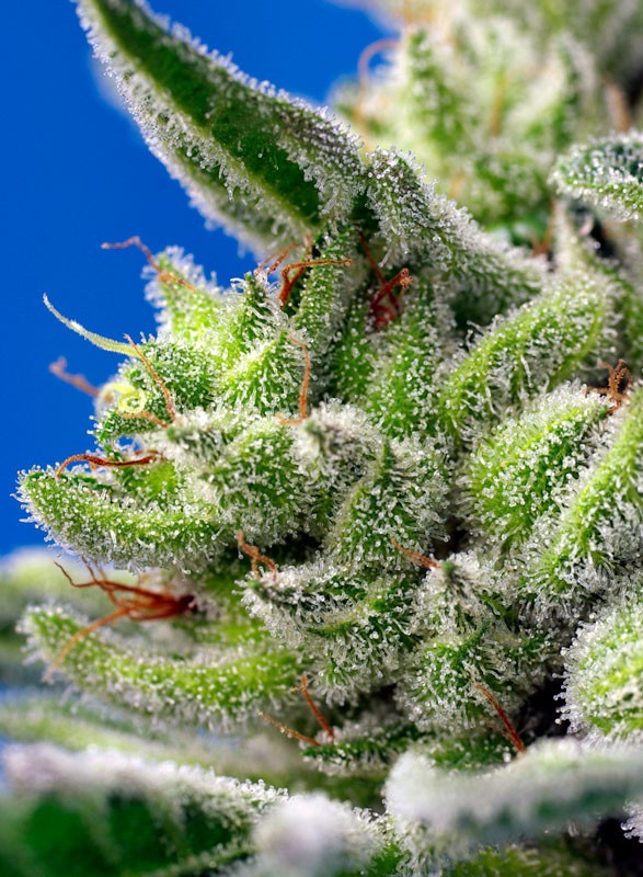 SWEET GELATO X3+1 AUTO - SWEET SEEDS