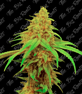 BIG ORANGE AUTO 3+2 - THE BIG ROOTS