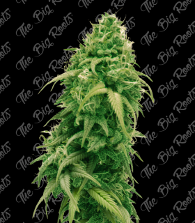 BUBBA KUSH AUTO 3+2 - THE BIG ROOTS