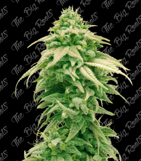 GELATO FEM 3+2 - THE BIG ROOTS