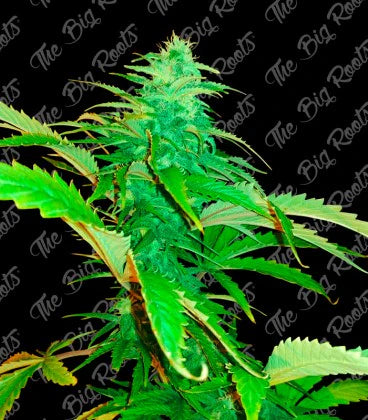 JACK HERER AUTO 3+2 - THE BIG ROOTS